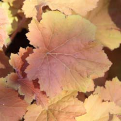 Heuchera Caramel